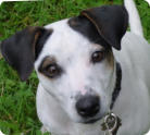 Indy - Parson Russell Terrier