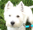 Casper - West Highland Terrier